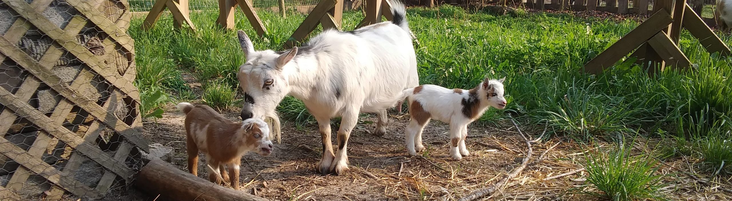 Kids 2021 Durkin Family Farm