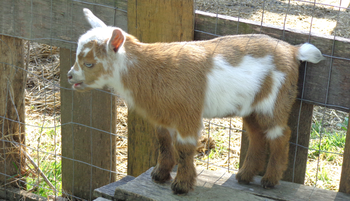 Kids 2021 Durkin Family Farm