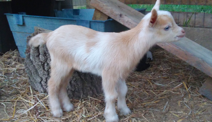 Kids 2021 Durkin Family Farm